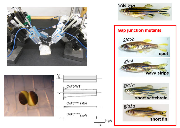 画像:LargePoreChannel